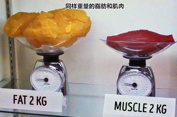 脂肪和肌肉